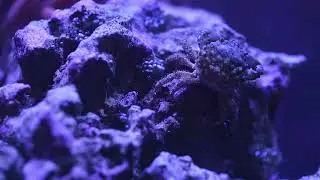 Bubble Algae? EMERALD CRABS! (and H2O2)