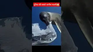 जिंदा खाई जा रही मछली फिर भी शांत क्यों?#shorts #facts #amazing #amazingfacts