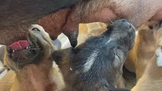 Little puppies that’s very decision mommy’s milk | LUCY Official 