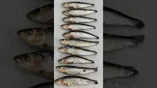 Fish Bone Broth