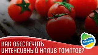 Как вырастить большой урожай помидор? / Органические удобрения Органик Микс для томатов