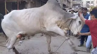 DANGEROUS BIG SIBI BULL QURBANI 2025 | ANGRY BULL QURBANI 2025