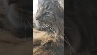 Cat Activation Sound...mrrp - Moss #norwegianforestcat