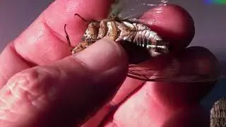 Annual Cicada