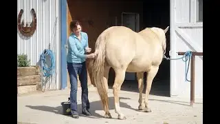 How To Detangle a Horse&rsquo;s Tail