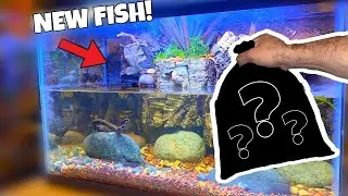 New Fish For Waterfall Tank!
