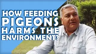 How feeding pigeons harms the environment? | Peepal Baba