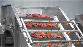 Pitaya Dragon Fruit Washing Processing Line