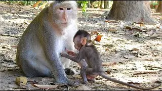 SO ADORABLE AND SMART TINY BABY MONKEY CINN DOING SMALL TEST BEFORE GETTING MILK MUM CRUELA.