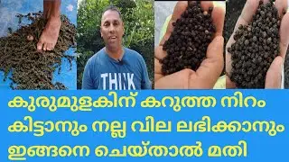 കുരുമുളക് തിരിയിൽ നിന്നും  വേർപെടുത്തി ചൂട് വെള്ളത്തിൽ വാട്ടി ഉണക്കുന്നത് @kl40moneyfarming