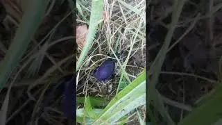 Лицом к Лицу с природой. Прекрасный Жук Жужалица, полуостров Крым. Lovely Ground Beetle Krimea
