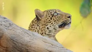 Olimba, la reine des l&eacute;opards