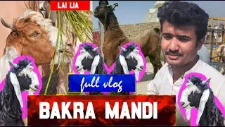 Bakra Mandi Se Bakra Le Liya 🐐💥 | Mazro Farm | Bakra Mandi Vlog