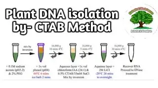 Plant DNA extraction by CTAB Method