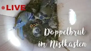 Doppelbrut der Blaumeisen am 28.04.2025 / Two blue tit females share one nesting box