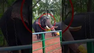 Feeding hungry animals with fruits, flowers, or prasad to earn blessings #shortsvideo