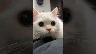Cats pets kitty baby cutiepie kitten cat viral | ms_meoww's vlog |