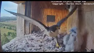 FalconCam Project CSU Orange - Diamond przegania muchy 🪰 z Girri 2025 11 29