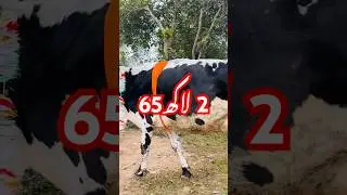 Top 5 Highly Milking Cows Breed of Pakistan | Cow Farming6 January 2024