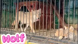 Baby Bee feels sorry for the owl and the two wolves and hopes they can feel calm and happy.