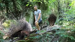 Ma l'ISTRICE...spara gli aculei?