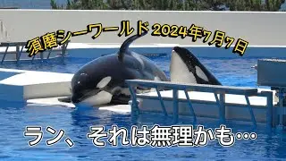 【シャチ】ラン、それは無理かも…【須磨シーワールド2024年7月7日】