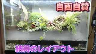 [アクアリウム]溶岩石レイアウト#アクアリウム#アクアテラリウム#水槽
