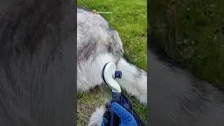 High maintenance = Fluffy tail 😏#derrajace #husky