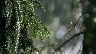 Soft rain,softer thoughts . #nature #relaxing #rain