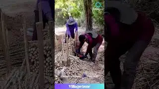 This Chainsaw Planting Method is WILD & Oddly SATISFYING! 🌱🚜 #farming #planting #oddlysatisfying