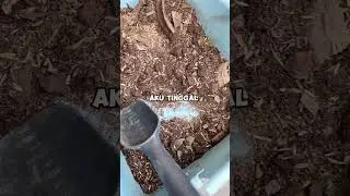 TANEM BAWANG  MERAH MEDIA POT #berkebun