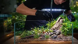 Professional Aquascape Build | Creating a Natural Fish Tank #fishtank #aquascape #aquariumlife