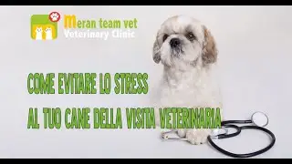 02 - Come evitare lo stress della visita veterinaria al tuo cane