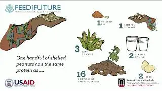 Peanuts and aflatoxin: The potential and challenges for the world&rsquo;s most widely grown legume