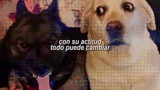 &iexcl;Esta canci&oacute;n con perritos es simplemente ic&oacute;nica! 🐶✨| Mr. Trance( Letra) - Esteman