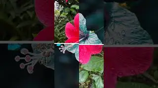 🌺🌺 flower edit video #shorts #shortvideo #editing #viral #viralshorts #lightroom #capcut #tricks