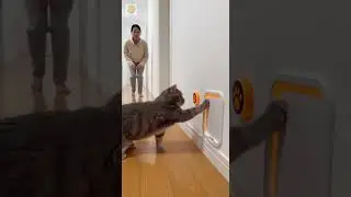 😂🐾541 IQ Cat vs Dog&hellip; #funny #pets