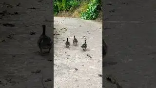 The waddling ducks.