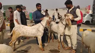 Wednesday update lahore mandi makhi channay bakray amberisari bakray turki dumbay mudray 