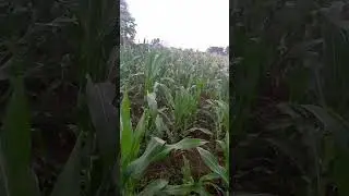 maisha ya mashambani ni shamba.