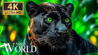 Amazing Animal World 4K 🐾 Majestic Wildlife Exploration with Soft Relaxing Music