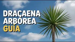 Dracaena Arb&oacute;rea Dracaena fragrans #planttips #plantasdeexterior #plantasdecasa