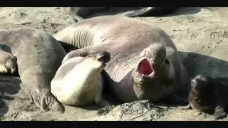 Successful Elephant Seal Mating