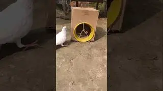 Amazing pigeon traps 2025 #birds #trap