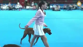 Junior Handler - Exposici&oacute;n Internacional Canina RSCE Winner 2025 - Pinto (Madrid)