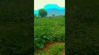 #village #villagelife #villagevlogs #villagefood #villain #villain #villagecooking #morning #tomrun