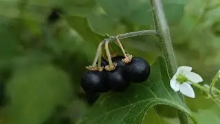 Poisonous and Edible Nightshade at the Same Time