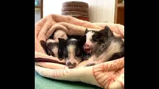 Why are pigs your spirit animal? 🐷🌟