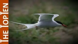 The Top Ten Amazing Migratory Birds in the World