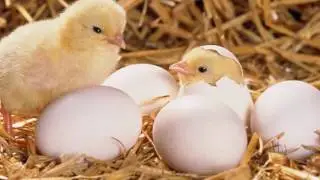 Side Effects of Non-Veg